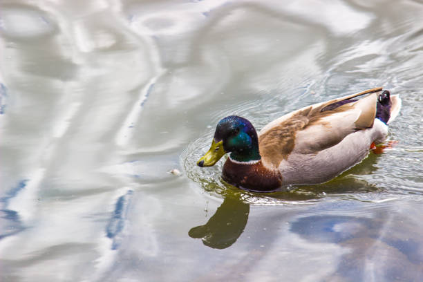 istock Mallard Duck In Local Pond 665984736