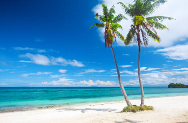istock tropical beach with coconut palm 665985070