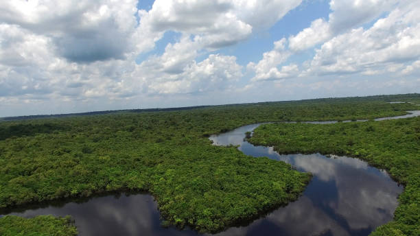 istock Aerial View of Amazon Rainforest in Brazil 665985504