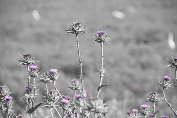 istock Field of wild flowers 665985698