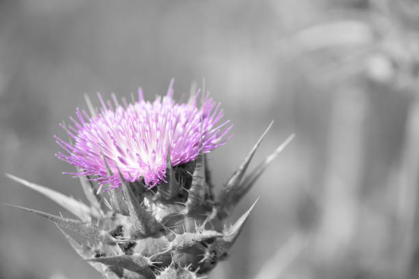 istock Field of wild flowers 665985720