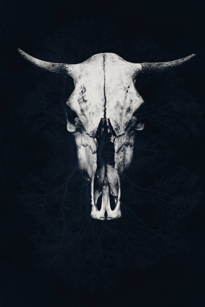 istock The menacing white bull skull on an abstract background 665995078