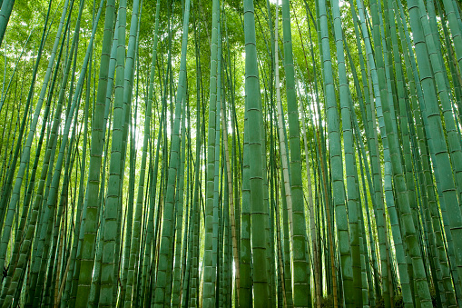 Bamboo Forest Batumi,Georgia