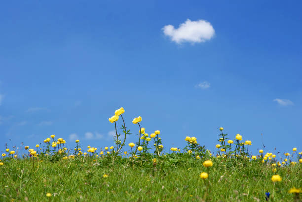 Summer background in sunny holiday mood summer natural photos