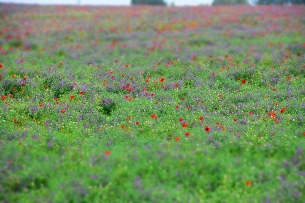 istock Field of wild flowers 665996876