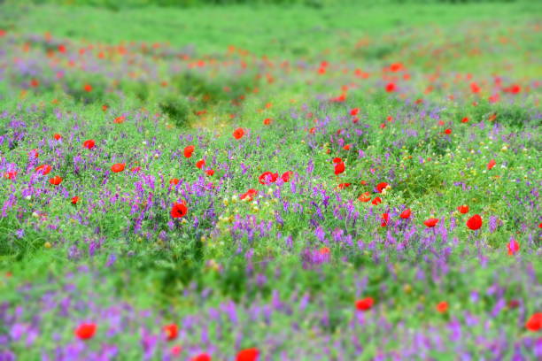 istock Field of wild flowers 665996958