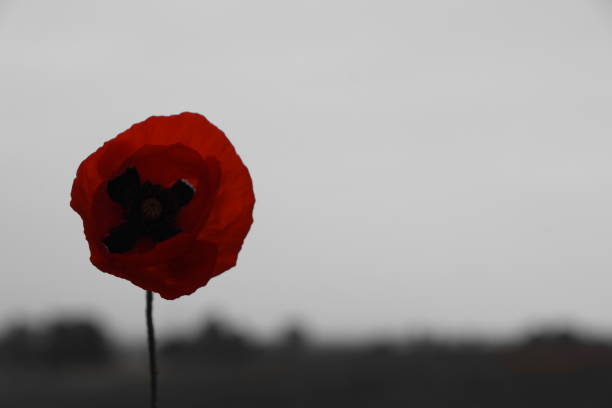 istock Field of wild flowers 666001954