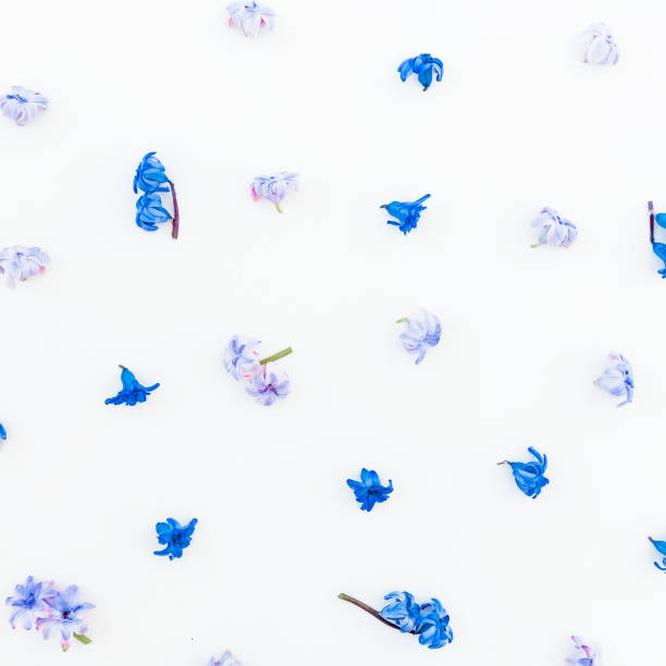istock Pattern of blue hyacinth flowers, petals on white background. Flat lay, top view. 666002174