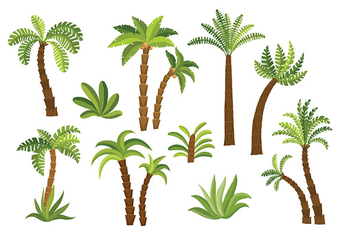 Decorative palm trees set. Cartoon vector hand drawn eps 10 clip art illustration isolated on white background.