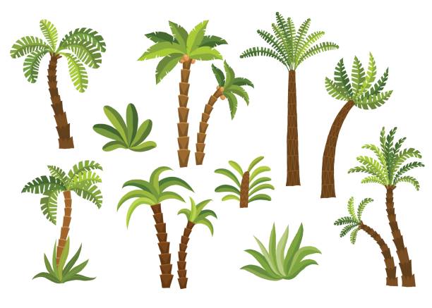 Decorative palm trees set. Decorative palm trees set. Cartoon vector hand drawn eps 10 clip art illustration isolated on white background. tropical tree stock illustrations