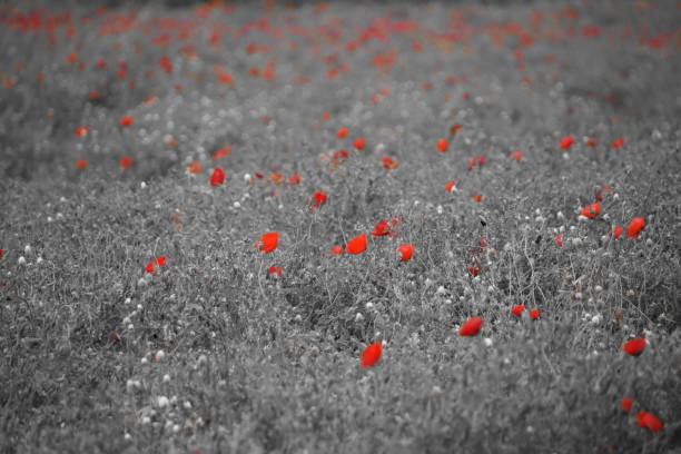 istock Field of wild flowers 666003670