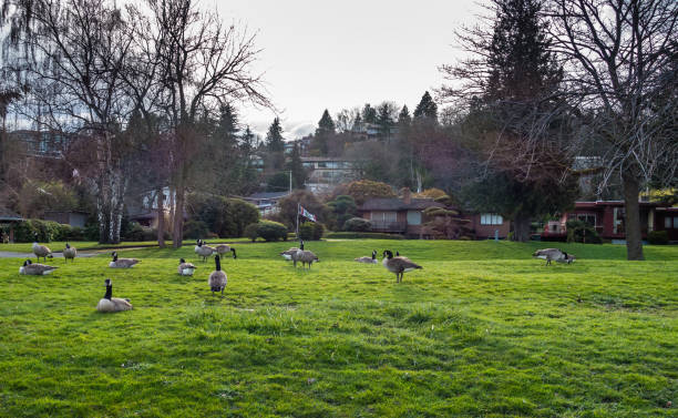 istock Canada Geese Near Lake 6 666004048