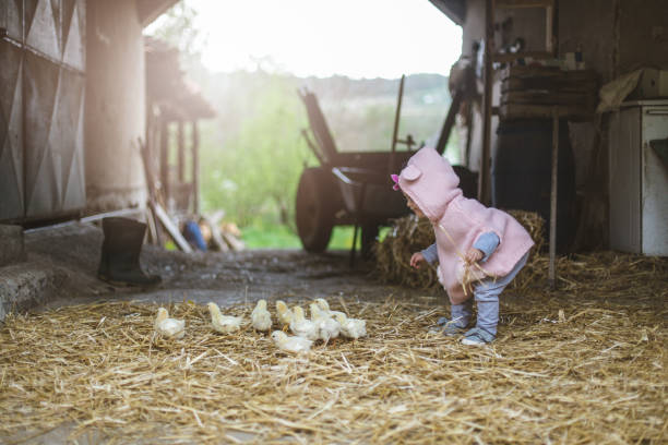 inseguire piccoli uccellini di pollo nella fattoria - animal young bird baby chicken chicken foto e immagini stock