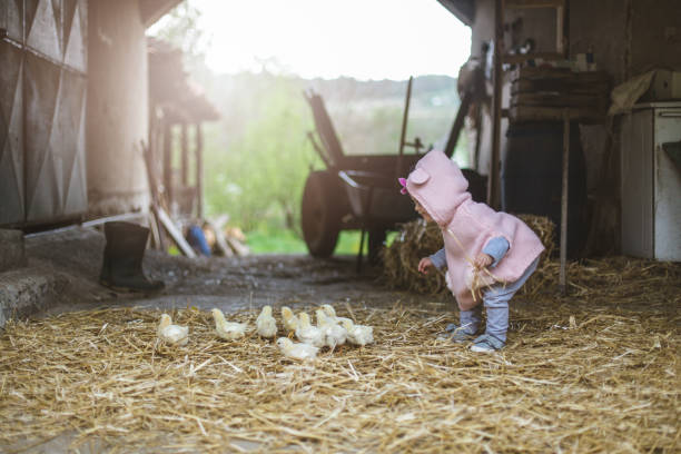 погоня за маленькими куриными птицами на ферме - animal young bird baby chicken chicken стоковые фото и изображения