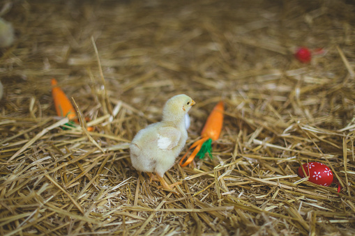 Little chickens in a barn on a farm on easter among eggs and carrots