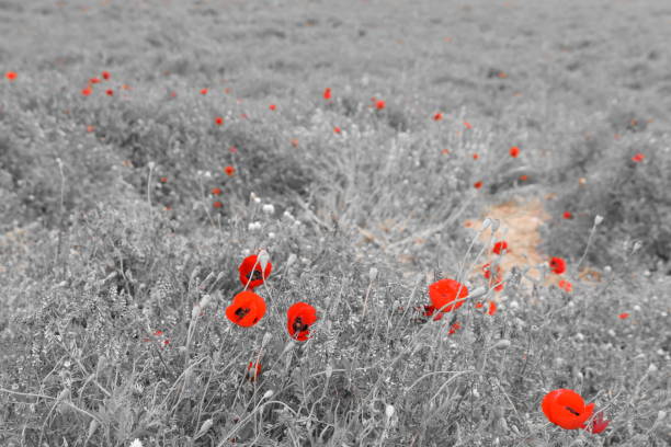 istock Field of wild flowers 666009102