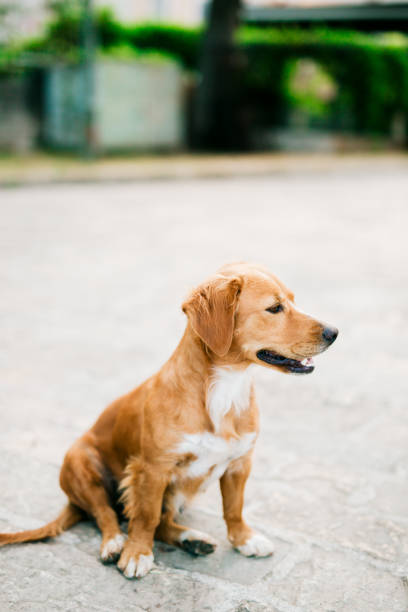 istock A dog in the city is waiting for master 666009124