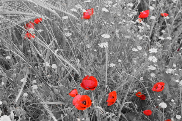 istock Field of wild flowers 666009496
