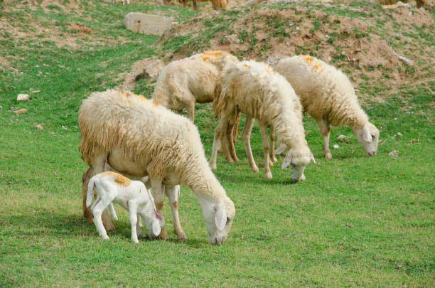 ovelhas no campo, na província de ninh thuan, vietnã. - cattle drive - fotografias e filmes do acervo