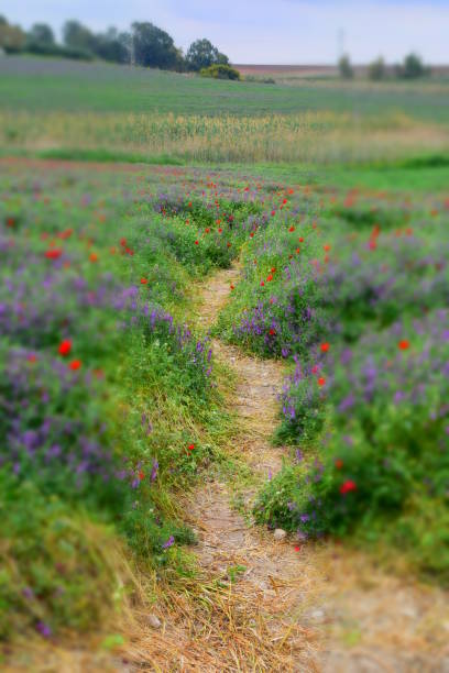 Field of wild flowers