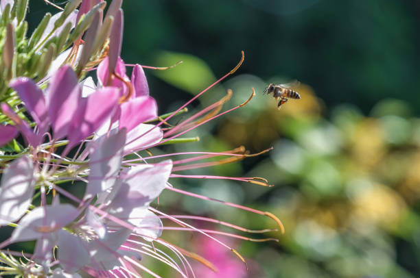 istock Bee is flying to the flower for collecting nectar. 666020070
