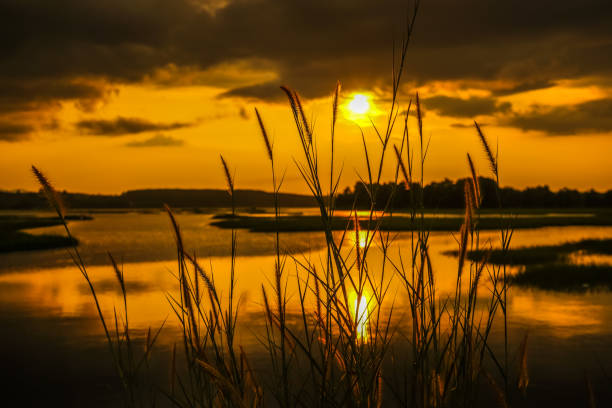istock Grass flower beside swamp during sunset 666023522