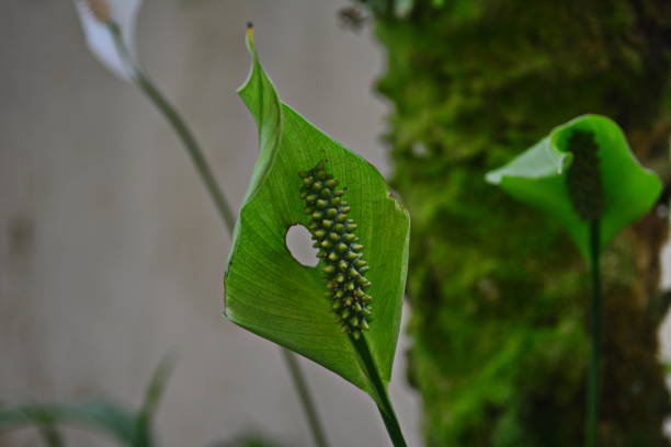 istock Beautiful lily of peace 666030218