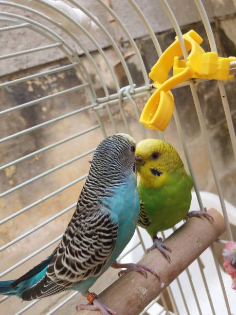 istock couple of budgies 666030804