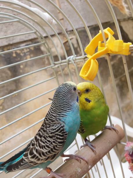 istock couple of budgies 666031060