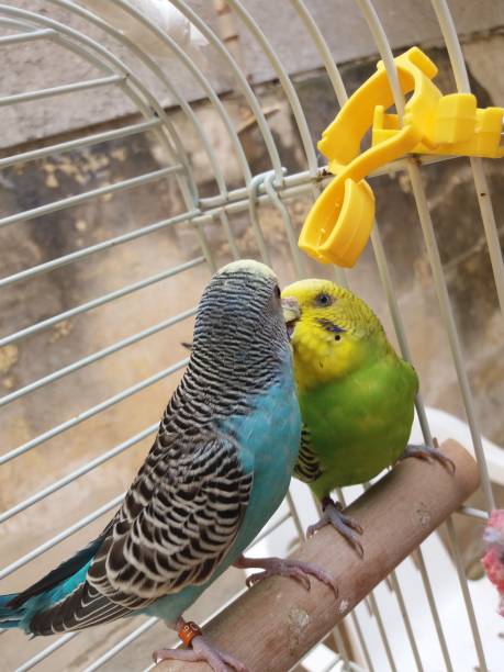 istock couple of budgies 666031154