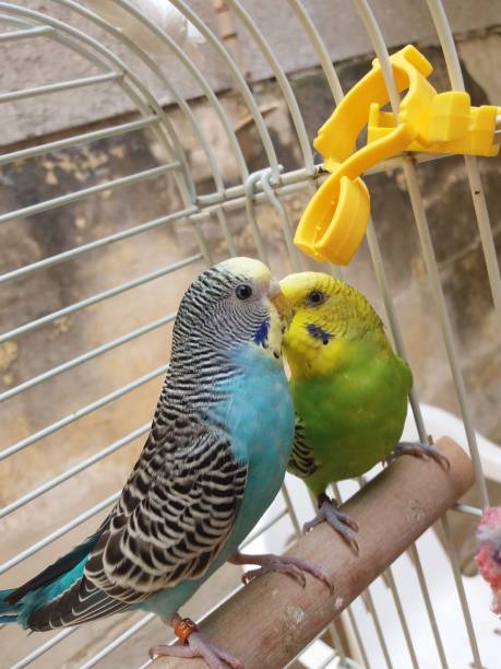 istock couple of budgies 666031308