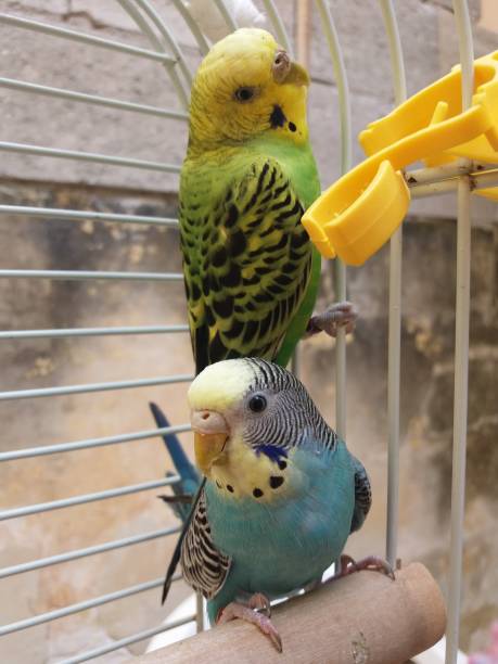 istock couple of budgies 666031402