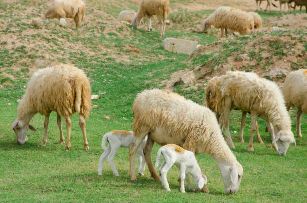 sheeps on field at Ninh Thuan province, Vietnam.