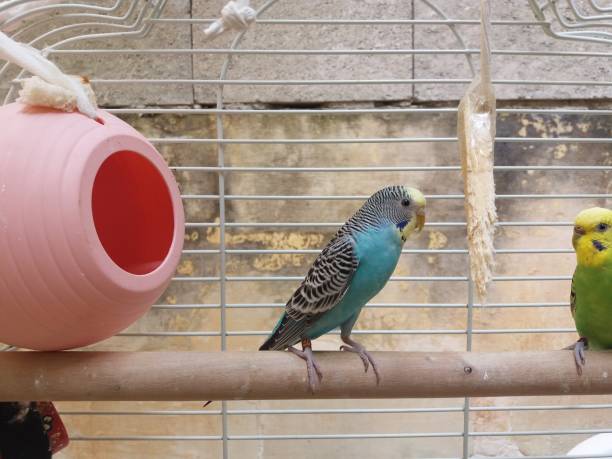 istock couple of budgies 666036520