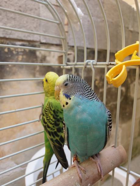 istock couple of budgies 666036672