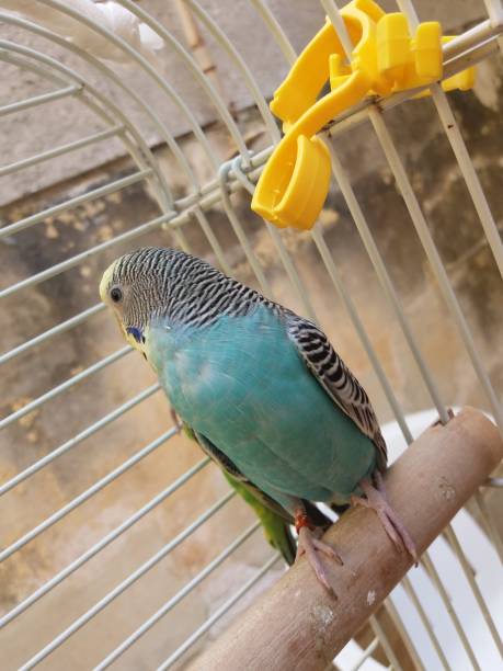 istock couple of budgies 666036684