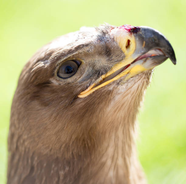istock Portrait of an eagle in a park 666043862