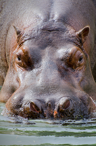 Front view of hippopotamus (Hippopotamus amphibius) in water.