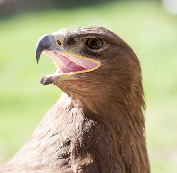 istock Portrait of an eagle in a park 666047738
