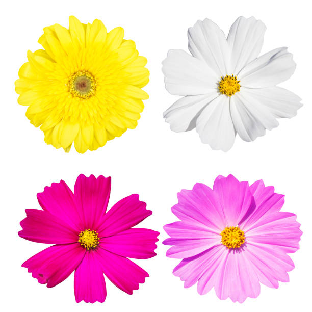 istock Cosmos and Gerbera flower isolated white background. 666050652