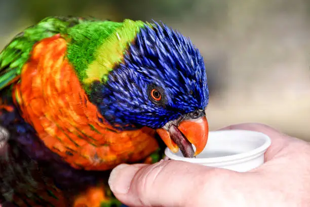 Photo of Lorikeet parrot feeding