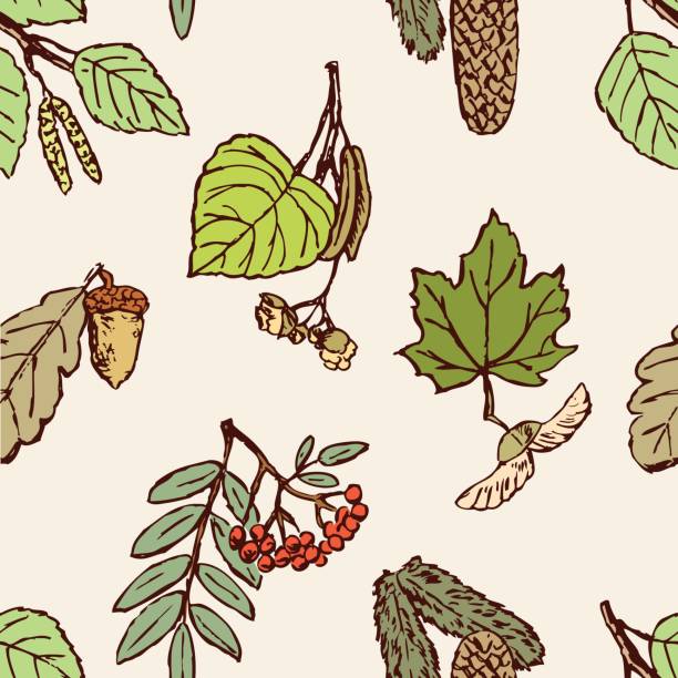 pattern of the leaves, fruit and seeds of the different trees Vector pattern of the different trees leaves. linden new jersey stock illustrations