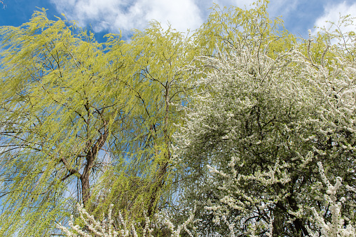 Horizontal photo of willow and plum tree in the spring. There are blossoms on the plum tree and the background is clear sky.