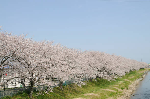 istock Cherry blossoms in full bloom along the river 666057784