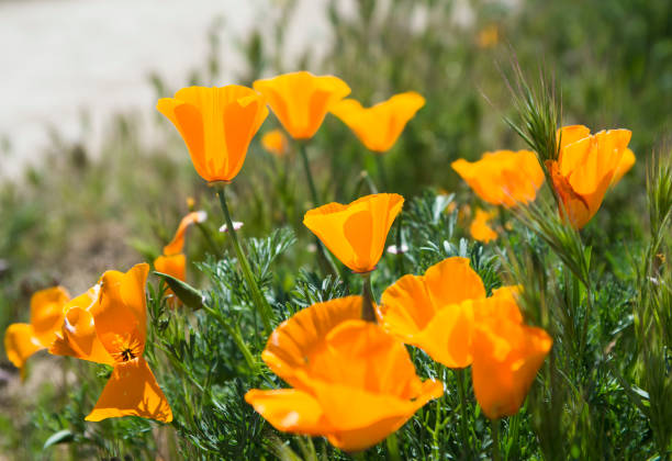 istock Close-up poppy flowers 666063794