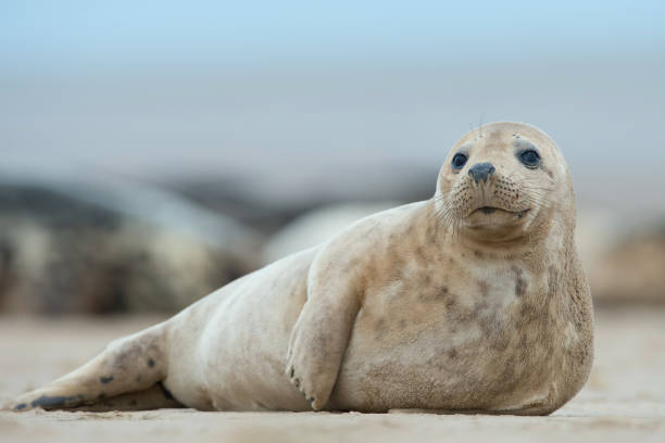 Atlantic Grey Seal pup (Halichoerus grypus) Atlantic Grey Seal Pup on sandy beach/ seal pup stock pictures, royalty-free photos & images