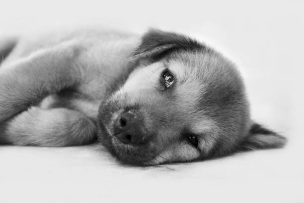 istock puppy dog baby black white 666064822