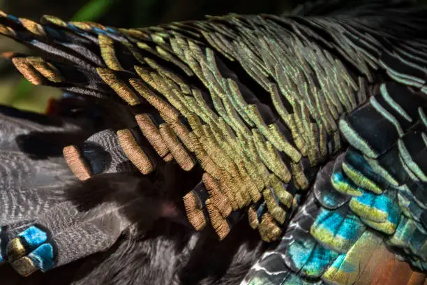 Photo of Close up of turkey feathers