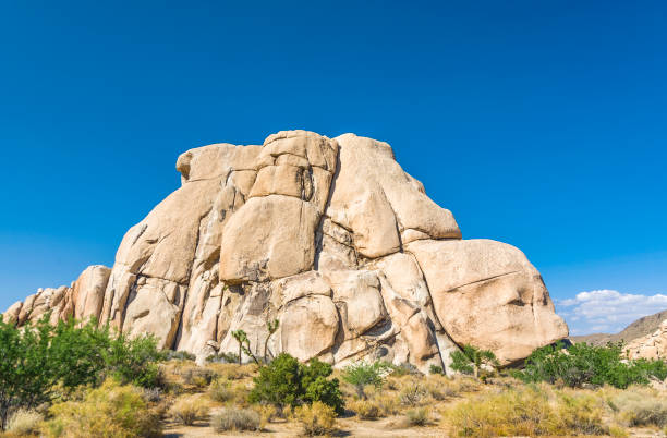 istock joshua tree with rocks in Joshua tree national park 666065076