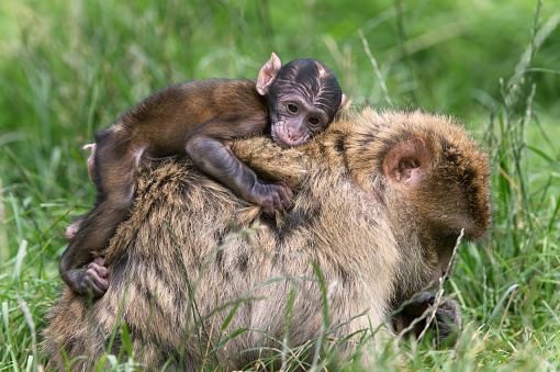 Baby Barbary Macaque clinging to Mother's back